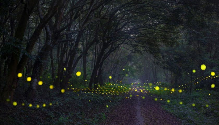 Cuc Phuong – Northern Vietnam National Park Unveils Enchanting Night Tour