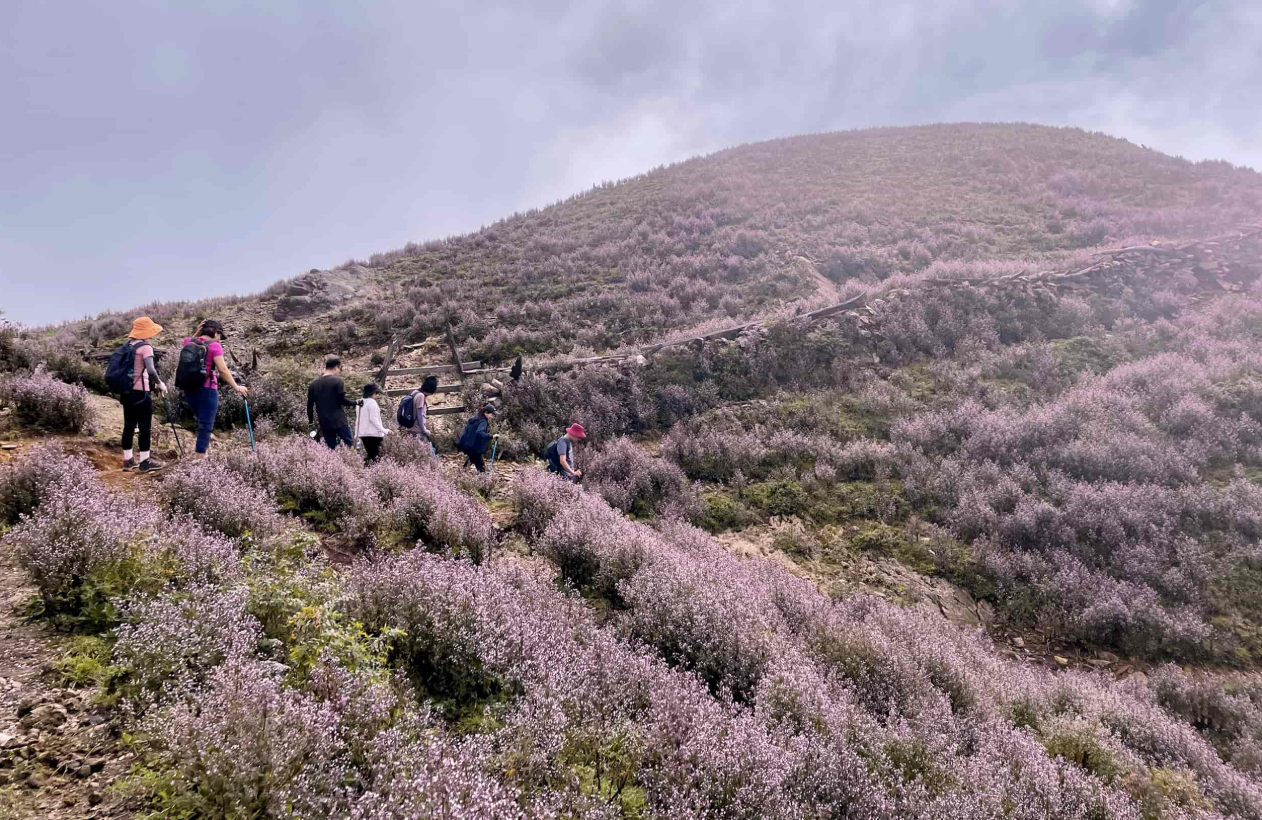 Ta Chi Nhu in Bloom: Trekking Through Vietnam鈥檚 Purple Flower Paradise. Ta Chi Nhu in Bloom: Trekking Through Vietnam鈥檚 Purple Flower Paradise.